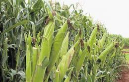 GM maize or non GM maize, that is still the question 