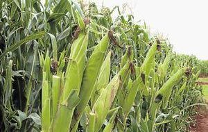 GM maize or non GM maize, that is still the question 