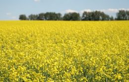 Canola estimates are down 2 million tons in the Canadian prairies 