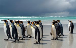 Penguins at Volunteer Point