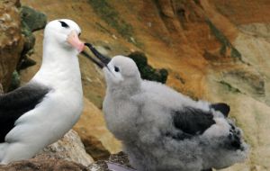 Latest reports indicate a healthy increase in the numbers of black-browed albatrosses  (Photo by Jeff Shea)