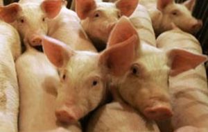 In the first nine months of the year, half a million pigs have been culled and destroyed  