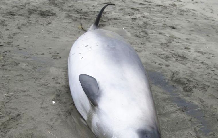 First to human eyes: the 17-foot whale mother and her calf beached in New Zealand in 2010