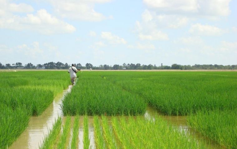 2012 world rice production may surpass last season's record, supported by favourable growing conditions.