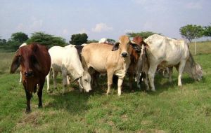 Paraguayan meat exports in a normal year total close to 900 million dollars 