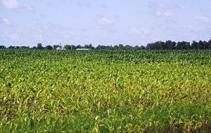 Soggy soil has made it difficult for other crops also 