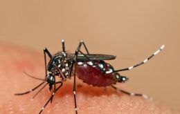 The Aedes Aegypti mosquito transmits the virus disease mainly in the rainy season 