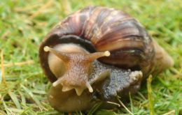Achatina fulica was probably introduced from Brazil, suspect Paraguayan officials 