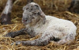 The disease causes severe deformities in lambs and calves born to infected mothers