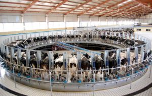 A dairy farm with 8.000 milking cows when in full production 2015