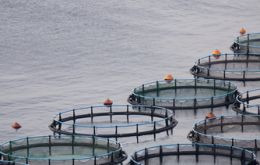 Aquaculture generates more value than extractive fishing in Chile