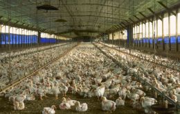 Commercial broiler chickens were treated with five diets containing probiotics 