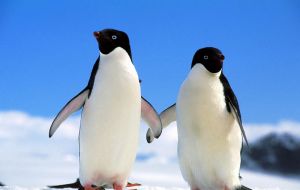 A pair of Adelie penguins before going for a ‘feed dip’