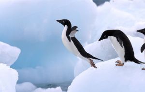 Adelie penguins can only survive in a sea ice environment 