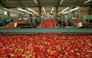 Despite Brazilian demand apples and pears exports income was down 135 million dollars last year 