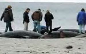 Falklands Conservation staff collecting valuable information from the dead whales (Photo: PN) 