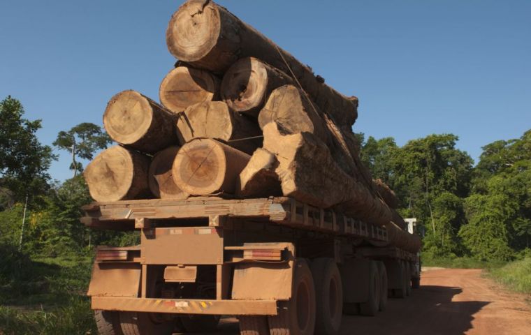 It is estimated that the global illegal trafficking of timber is a 100bm dollars business 