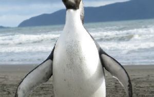 Last year an Emperor penguin, “Happy Feet” also appeared in NZ shores 