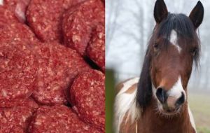 Main foreign suppliers of horse meat to EU are Mexico, Canada and Argentina 