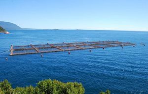 The Spanish company has abundant assets in Chile’s salmon farming industry 