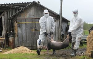 Russian authorities sacrificing infected pigs 