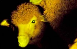 One of the nine GM ‘luminous’ lambs reacts with green fluorescence  