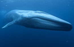The 30 meters in length and 170 tons blue whale is the largest known animal (Pic. M. Johnson)