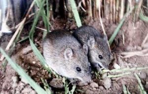 The mice which can transmit the viral disease appear in crop areas  