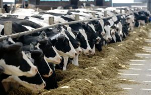 Dairy production has been affected by long spells of hot weather in Australia and New Zealand 