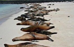 The picture from Sernapesca shows a beach covered in dead marine life 