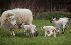The virus emerged in Europe in 2011 and can lead to sheep and cattle having stillborn or deformed offspring