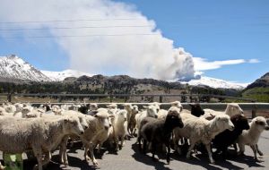 Sheep walk with the Copahue volcano spewing ashes in the background in Neuquen province ^(Photo AFP)