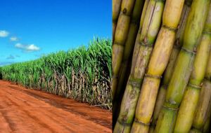 Sugar cane is to be transformed into high-margin chemicals and boost ethanol output 