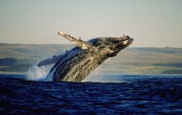 Whales at Peninsula Valdes, an annual spectacular sight 