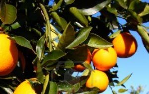 According to official stats, 36.700 hectares of orange groves have been uprooted in the last twelve months