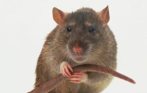 South Georgia is home to an incredible wild life, but with man came the invasive rats  