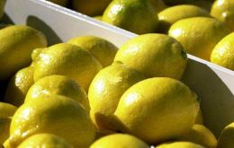 Lemons are expected to experience the greatest percentage drop