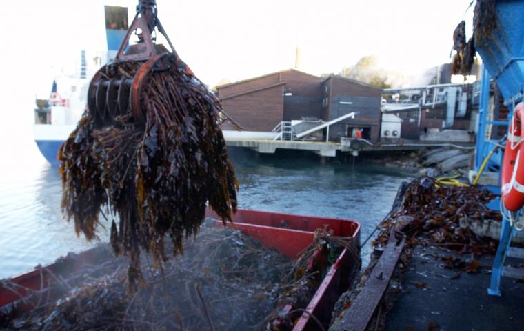 FMC Biopolymer extracts the algae for processing from the ‘forests of giant kelp’ surrounding Norway (Photo: S. Rasmussen)