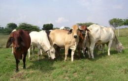 Russia, Israel and Chile are the main clients for Paraguayan beef 