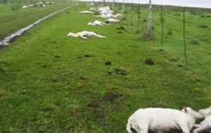 Dead freshly sheared sheep in the paddocks and fields 