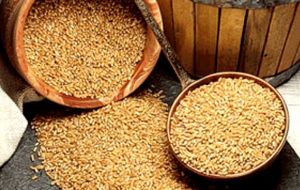 Egypt must import 50% of its wheat. Between 2006 and 2011 the price of wheat and fuel rose by 300%.