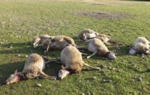 The dead adult sheep following the five-day storm 