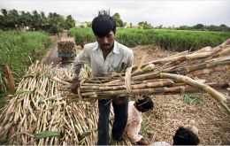 India is the world’s second producer of sugar cane 
