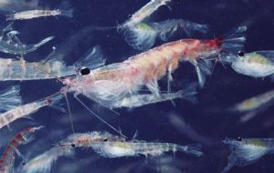 Krill is fished commercially in the Southern Ocean with current catches considerably less than 1% of estimated biomass