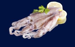 'Patagonian squid number 3,'was sold to instrumental companies for EUR 28.45 while its real price was EUR 4.27