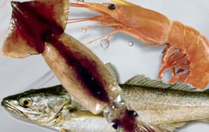 The boost in squid exports was also accompanied by increases in hake and shrimp shipments 