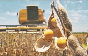 The government is counting with a good harvest of grains and oilseeds 