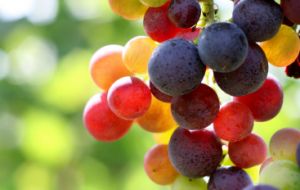 The country is also the world's main exporter of fresh grapes with 20.6% of the market  