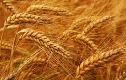 The wheat yield per hectare increased 200 kilos over the last harvest     