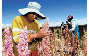 “More than 80% of farms in Latin America and the Caribbean are family farming”, according to FAO 